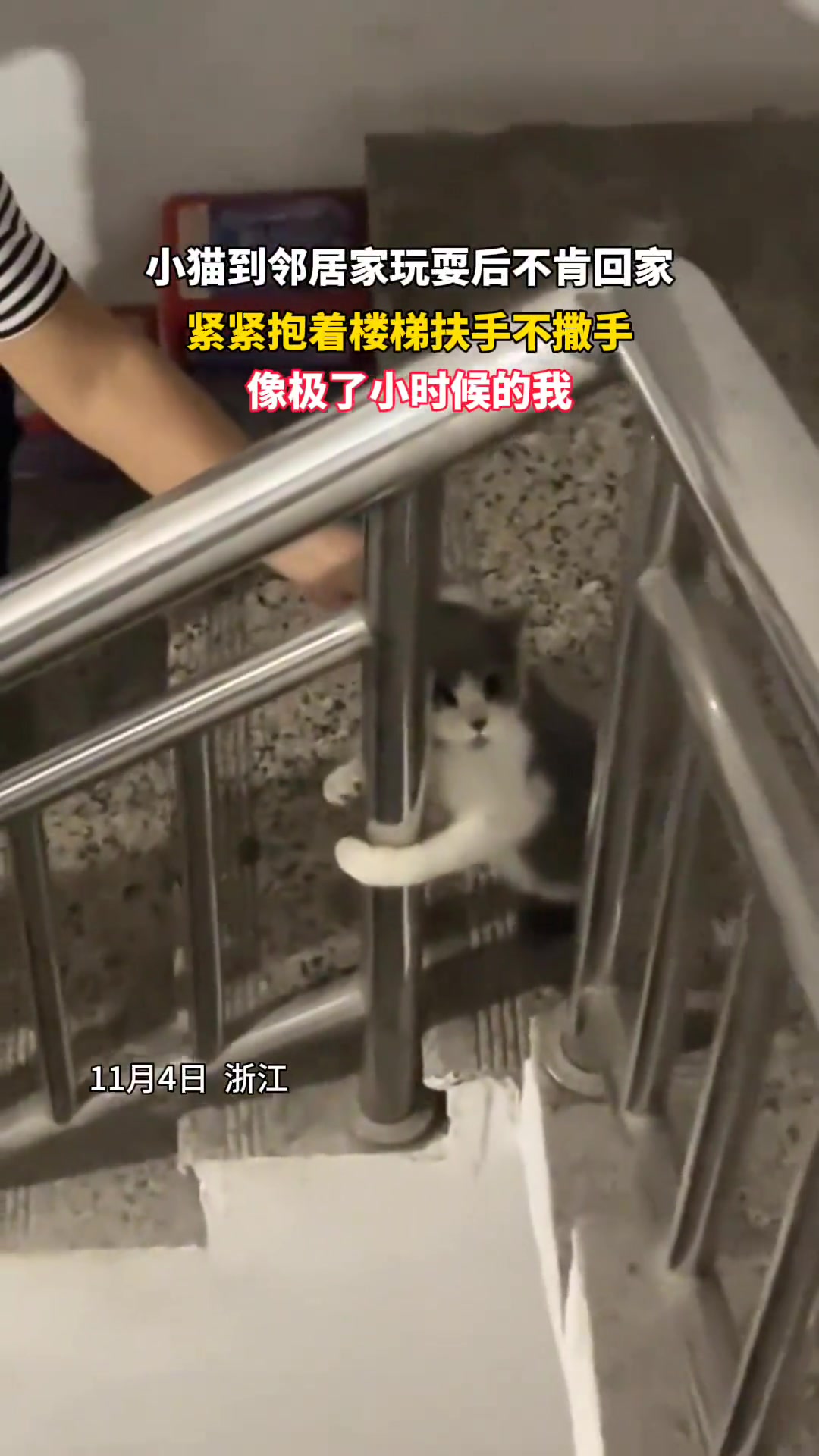 小猫到邻居家玩耍后不肯回家