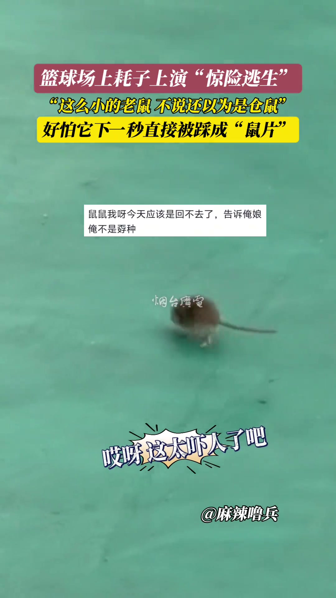 球场上耗子上演惊险求生