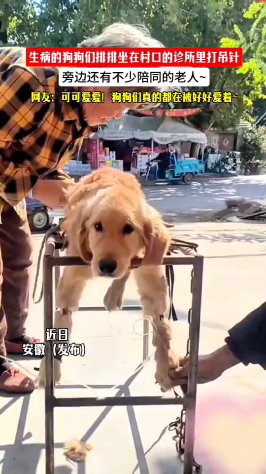 生病的狗狗排排坐在村口的诊所打吊针