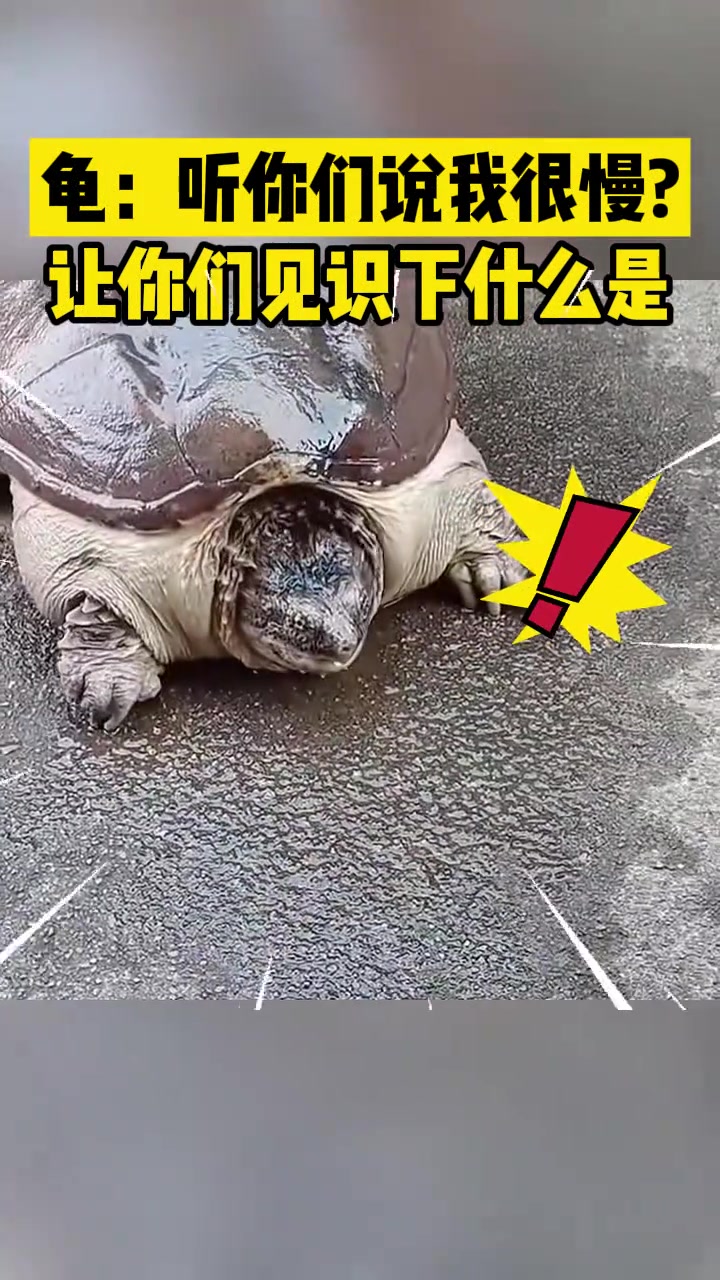 龟：听你们人类说我速度慢