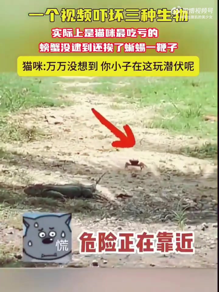 一个视频吓坏三种生物，错，是四种！