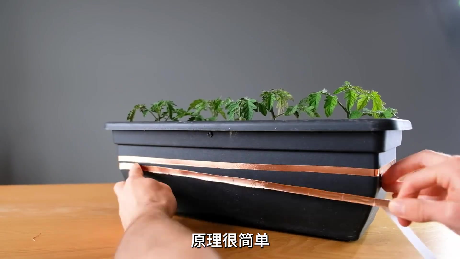 防蜗牛低压保护电网！！！