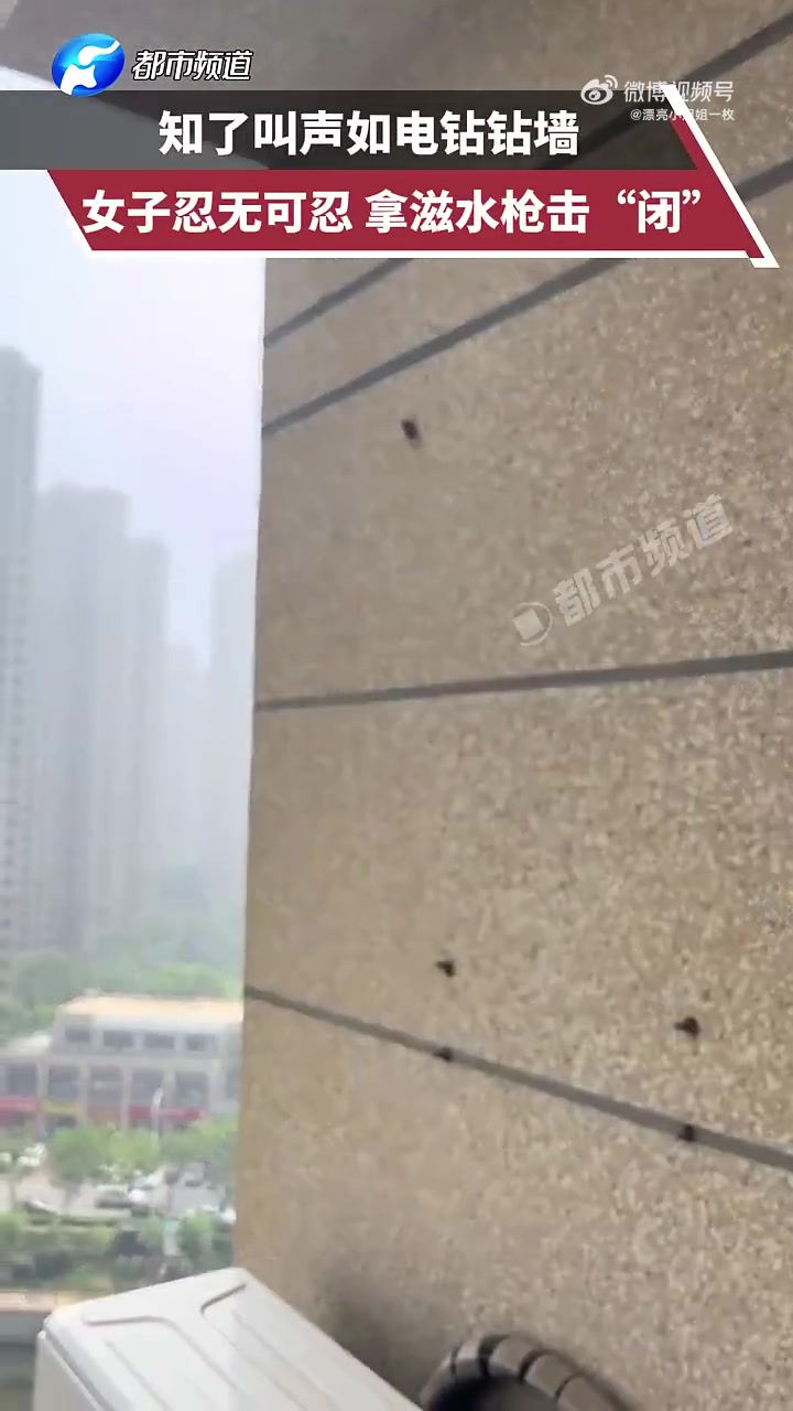 知了叫声如电钻钻墙，女子忍无可忍拿滋水枪击“闭”