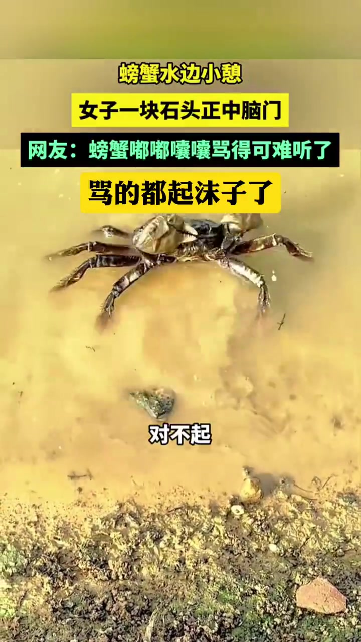 螃蟹在水边小憩，女子一块石头正中螃蟹脑门