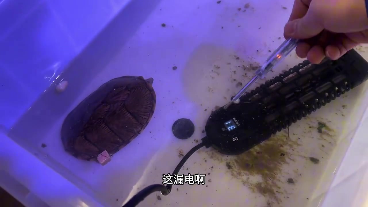 龟：我不怕电，有没有可能是因为我喊不出声