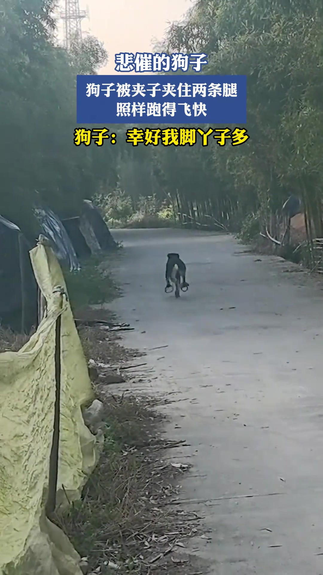 狗子被夹子夹住两条腿照样跑的飞快