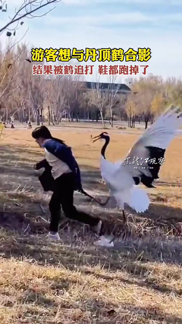 游客想与丹顶鹤合影结果被鹤追打
