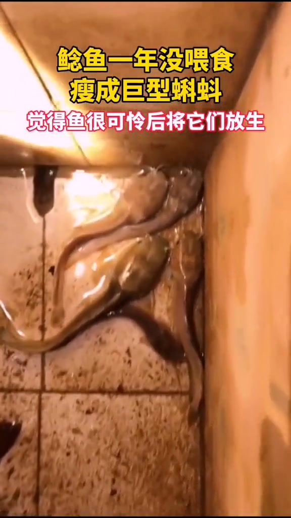 鲢鱼一年没喂食瘦成巨型蝌蚪