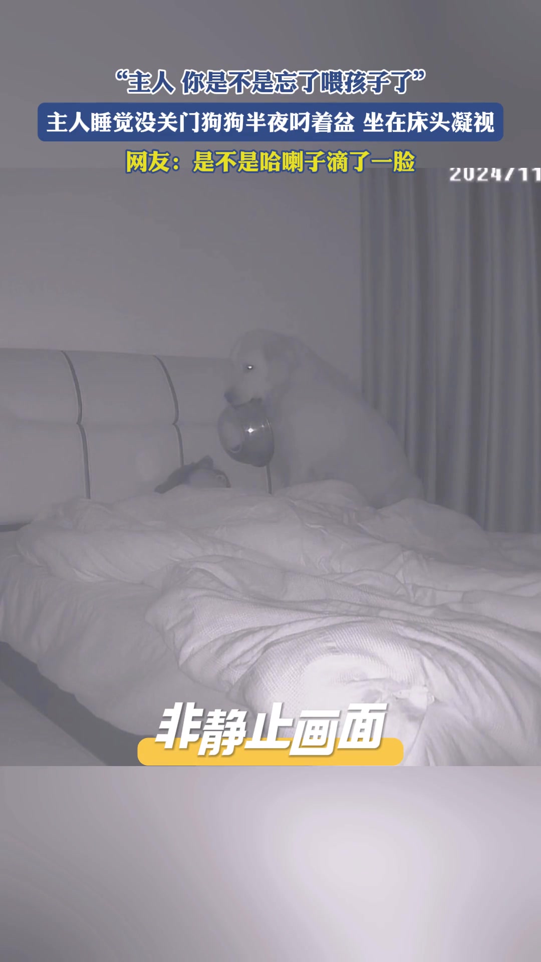 主人睡觉没关门狗狗半夜叼着盆，坐在床头凝视