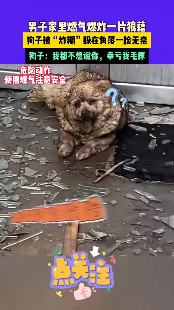 狗子一脸的淡定
