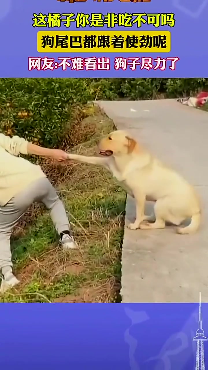 这橘子你是非吃不可吗