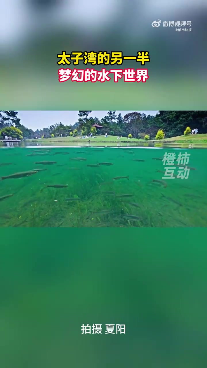 太子湾的水下世界你见过吗