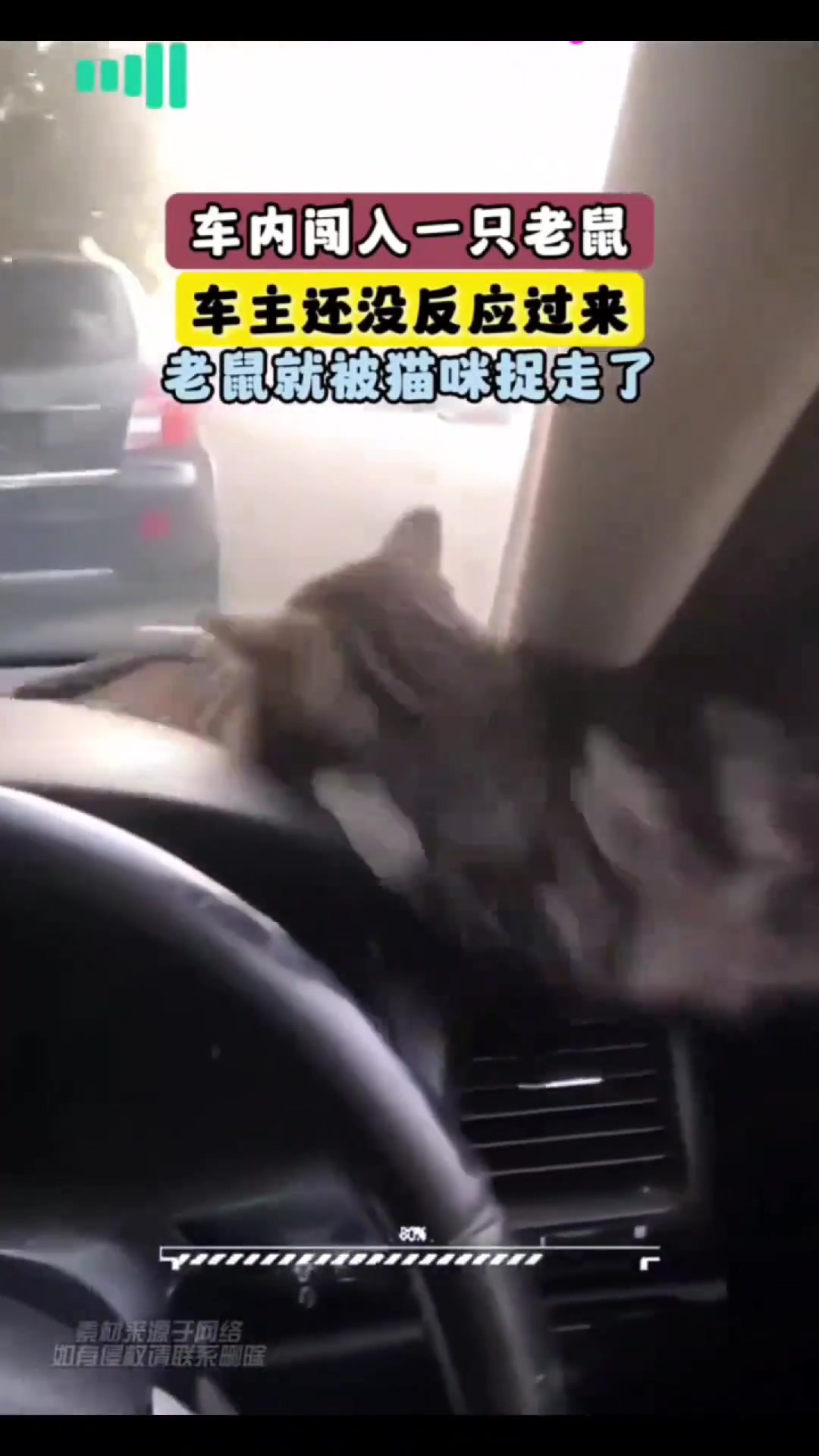 车内闯入一只老鼠车主还没反应过来老鼠就被猫咪叼走了