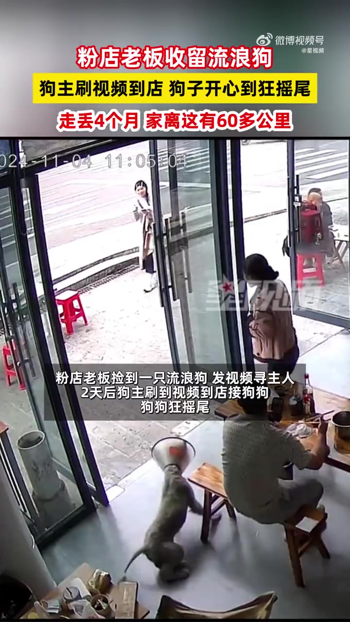 粉店老板收留流浪狗，狗主刷视频到店，狗子开心到狂摇尾