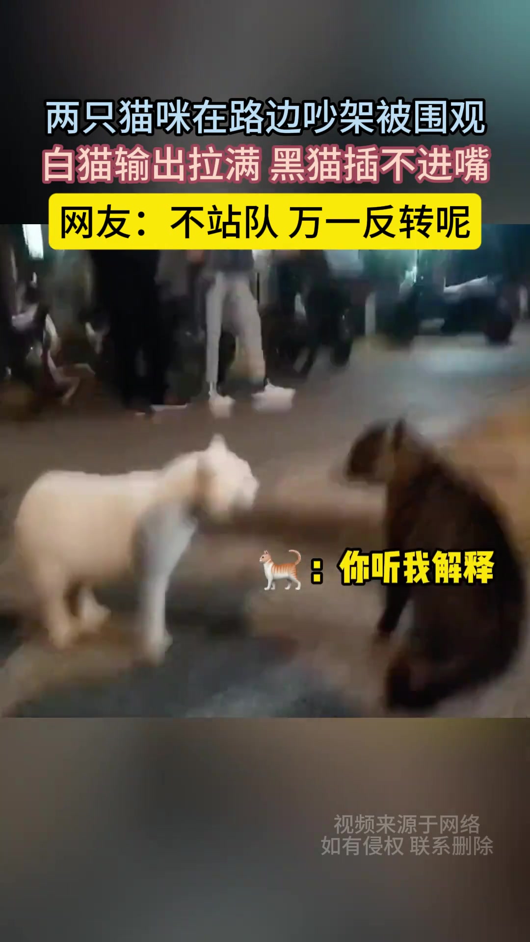 两只猫猫在路边吵架被围观，白猫输出拉满，黑猫插不进嘴