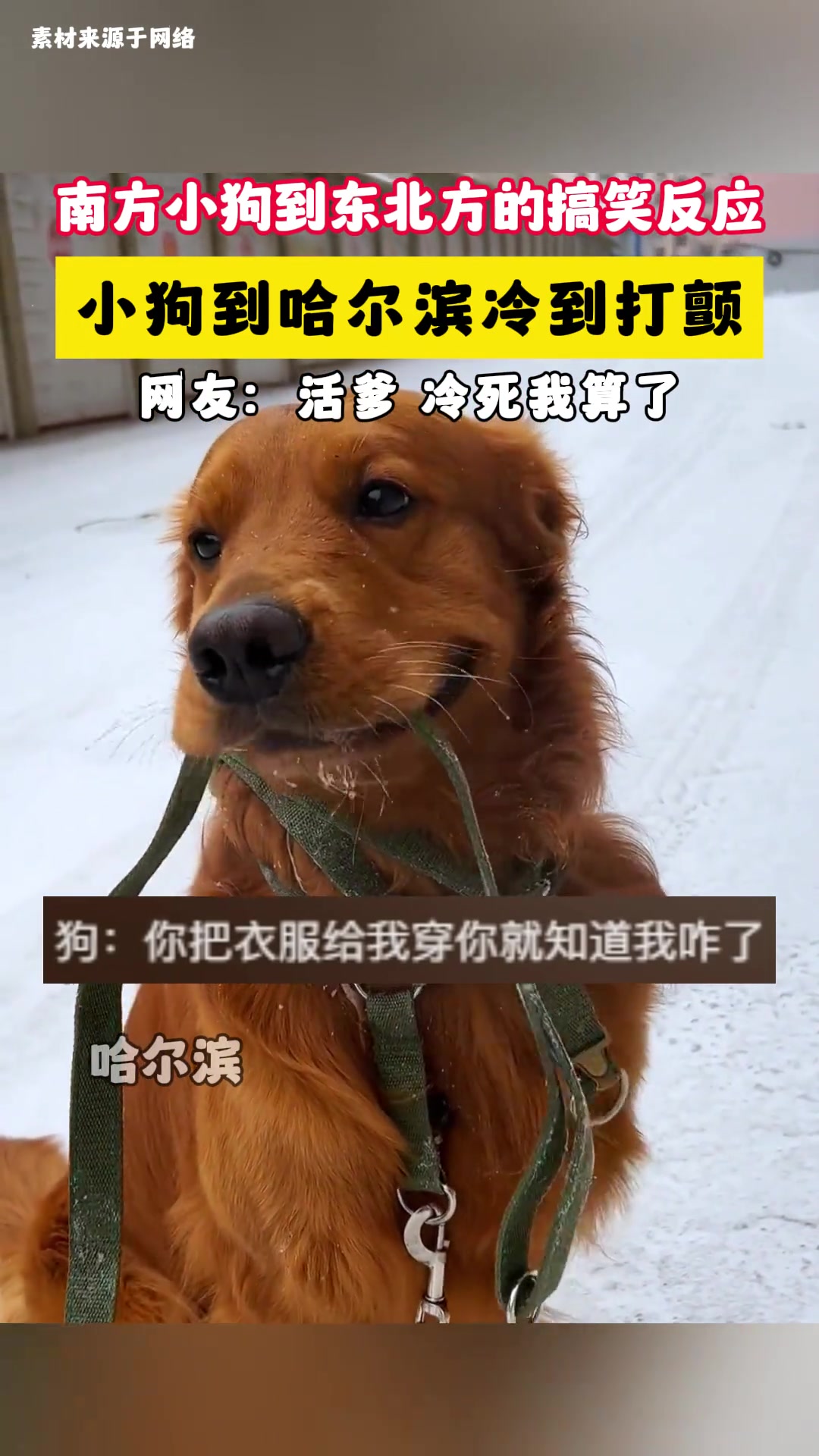 小狗到哈尔滨冷到打颤
