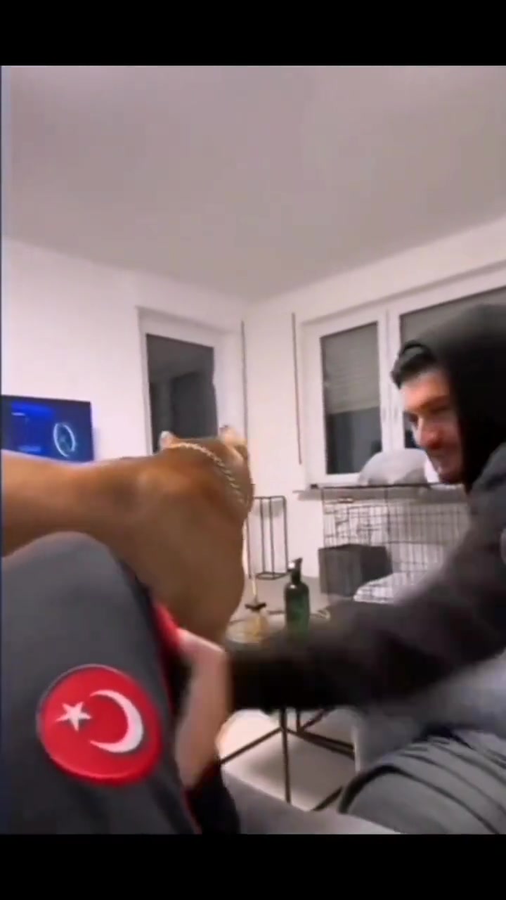 护卫犬这狗能处