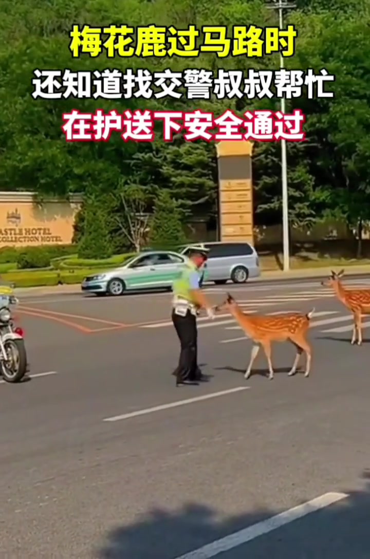 梅花鹿闯红灯交警怎么管