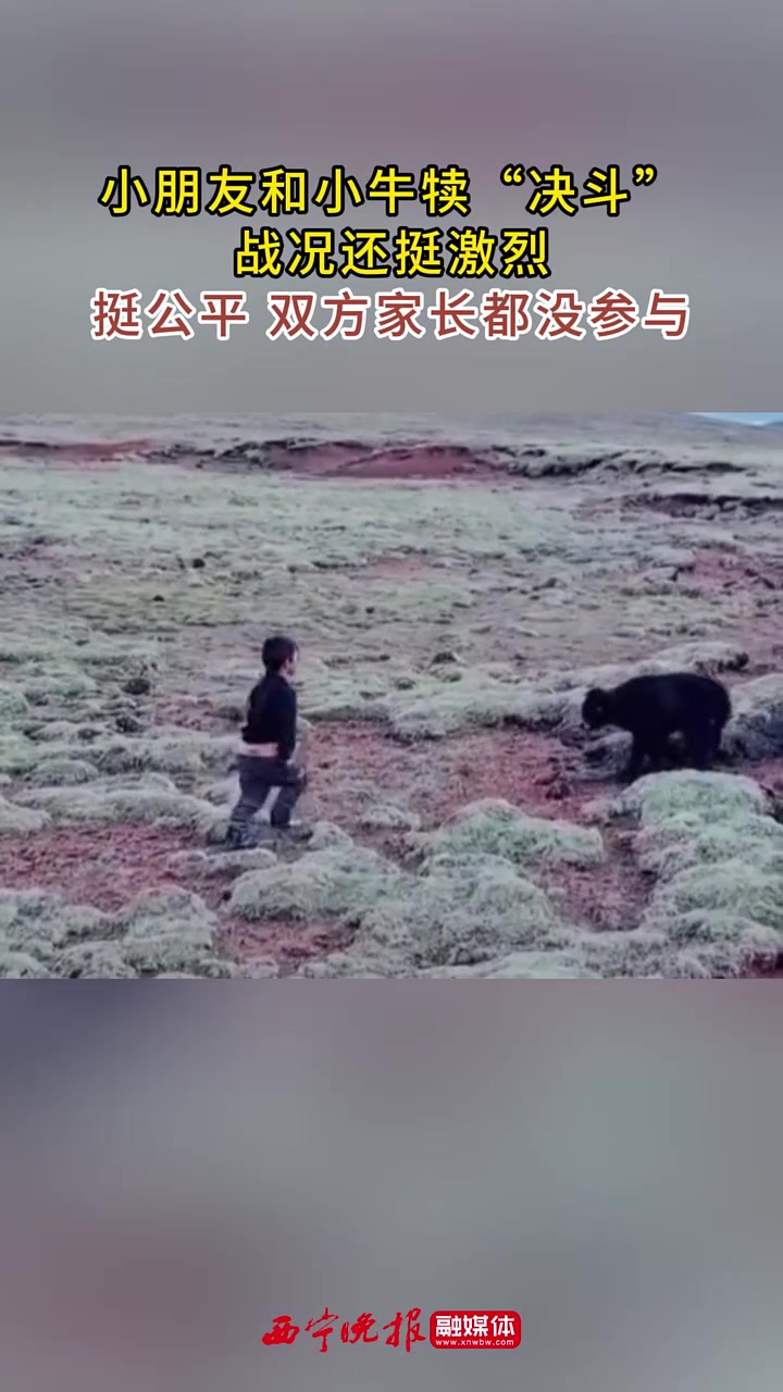 小朋友和小牛犊“决斗”，战况还挺激烈