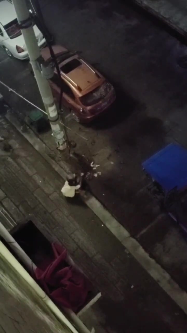 给狗子哭急眼了