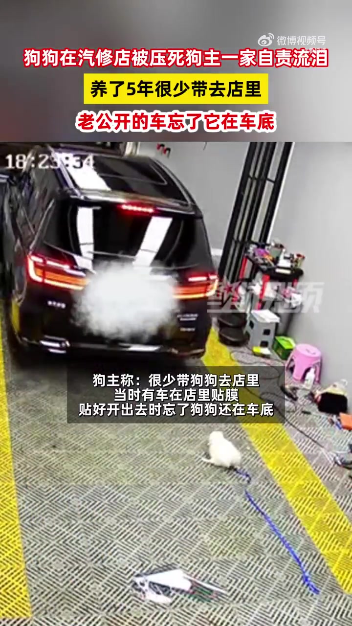 汽修店老板不慎压死自家狗狗自责流泪