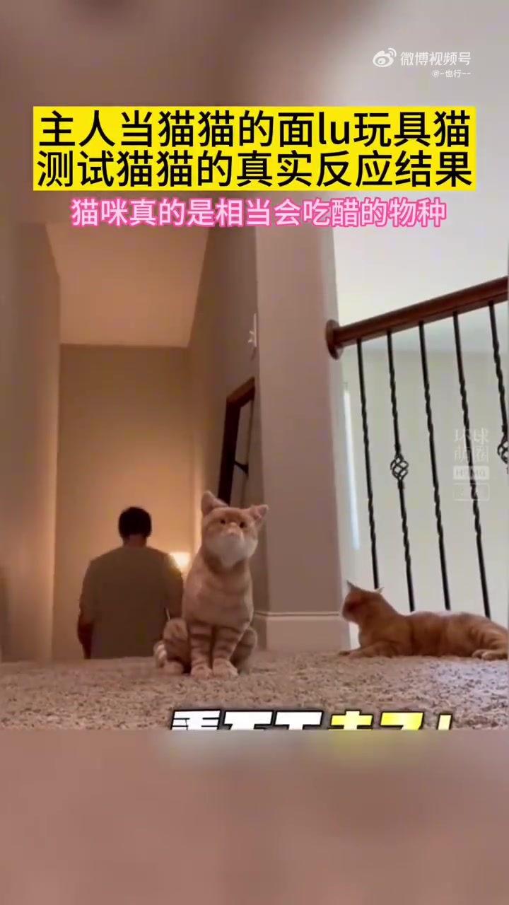 小猫咪的报复心理是真的很强！！