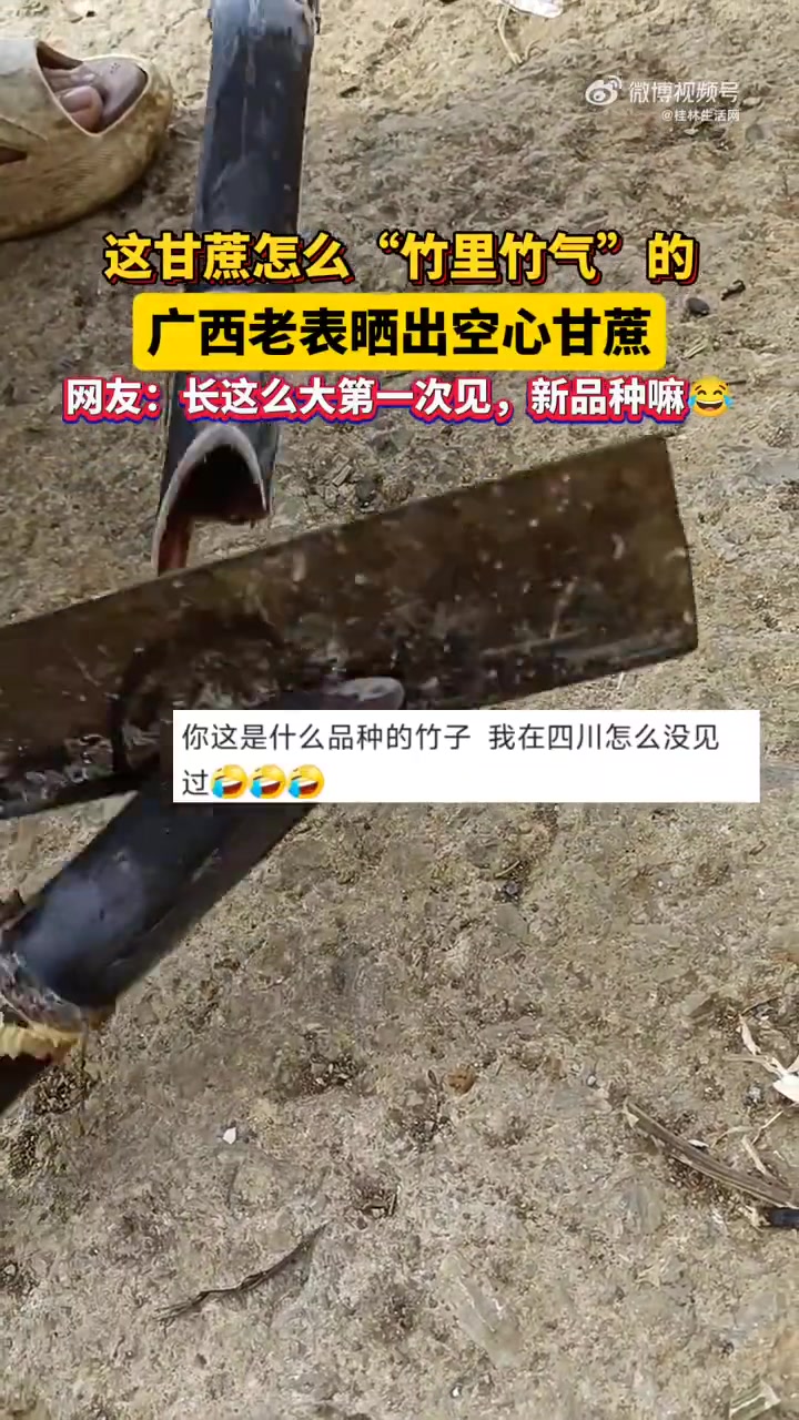 广西老表晒出“竹里竹气”的空心甘蔗！！