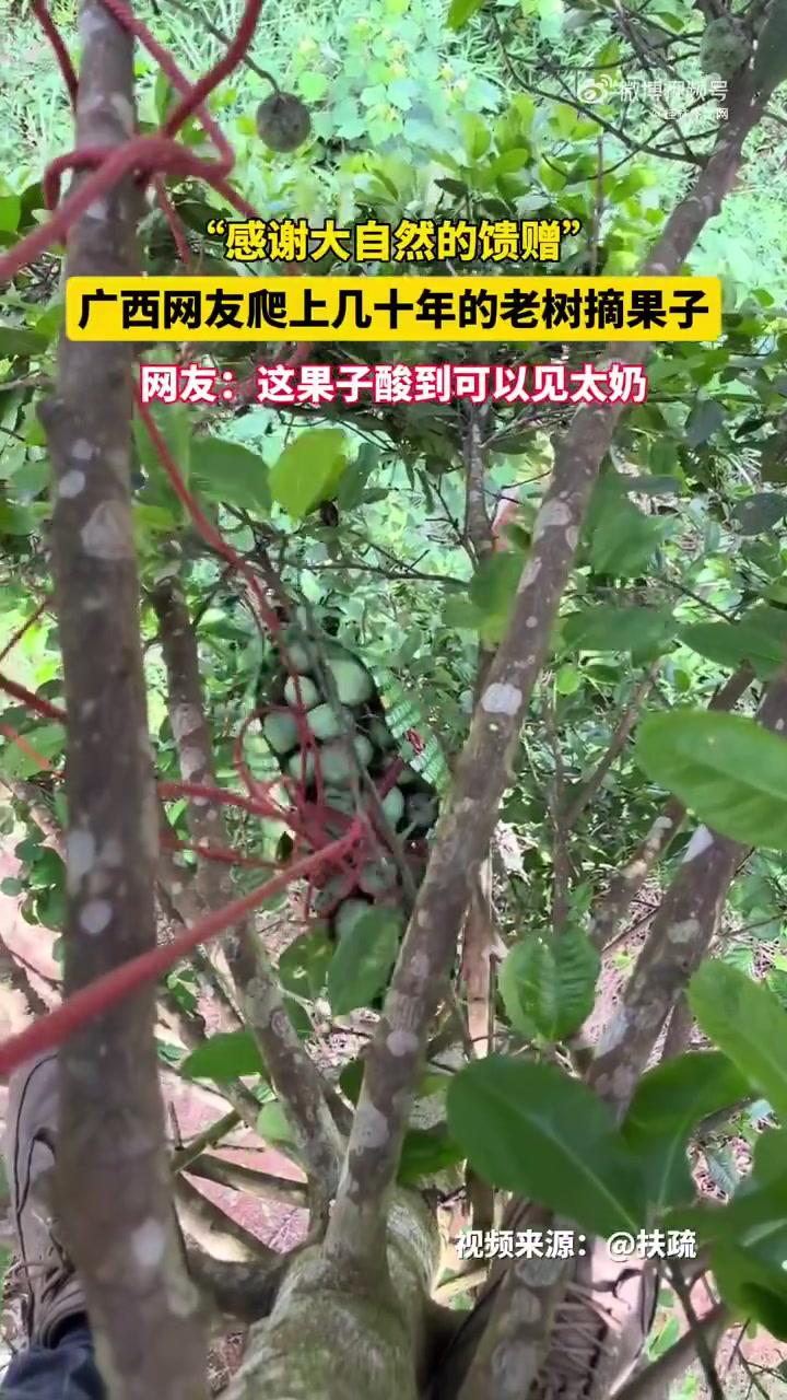 广西网友爬上几十年的老树摘果子，这果子酸到可以见太奶！
