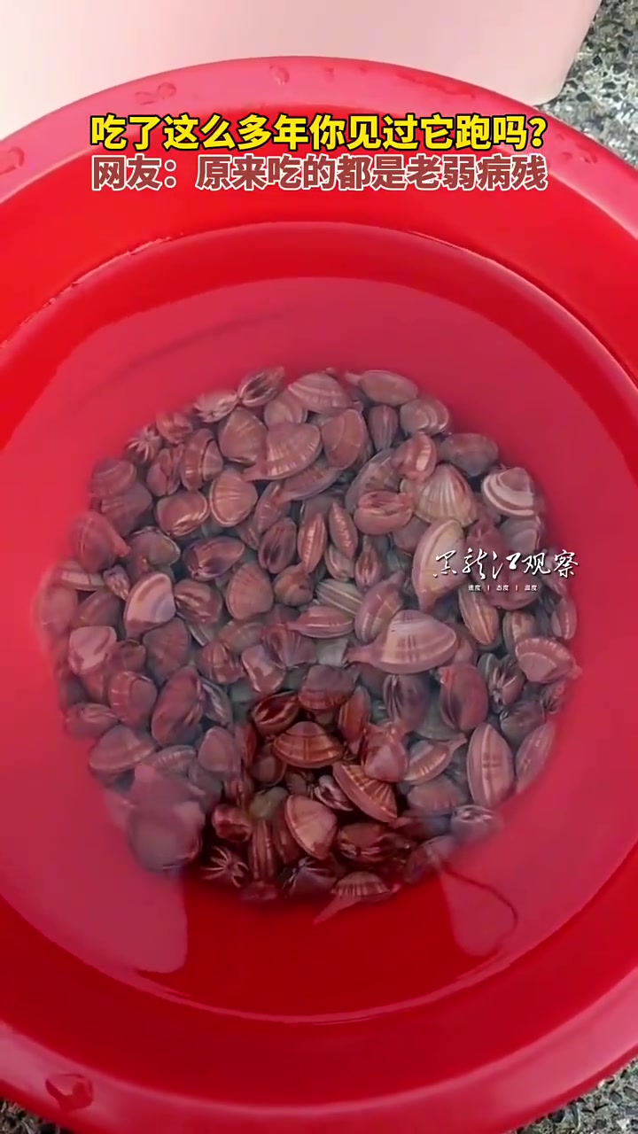 吃了那么多年见过它跑吗