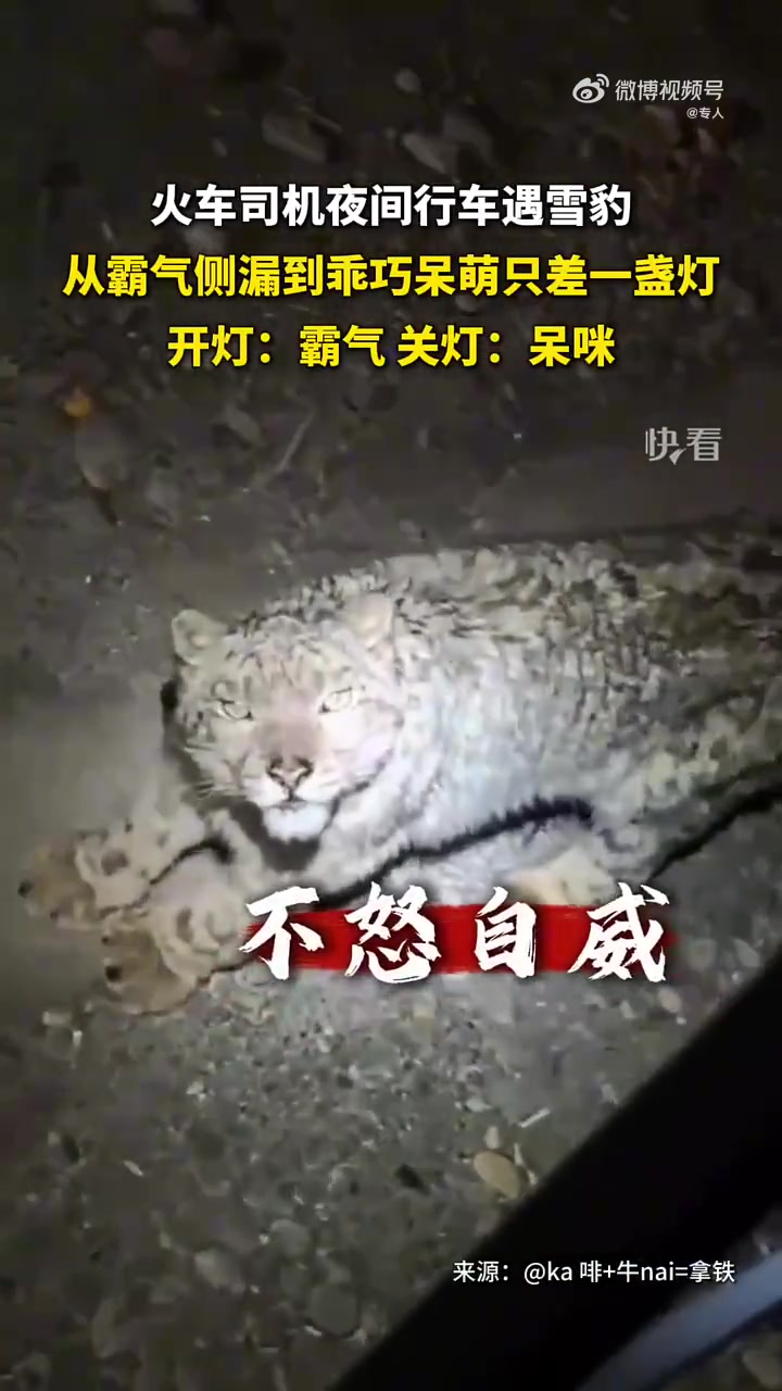 火车司机夜间行车遇雪豹，从霸气侧漏到乖巧呆萌只差一盏！！