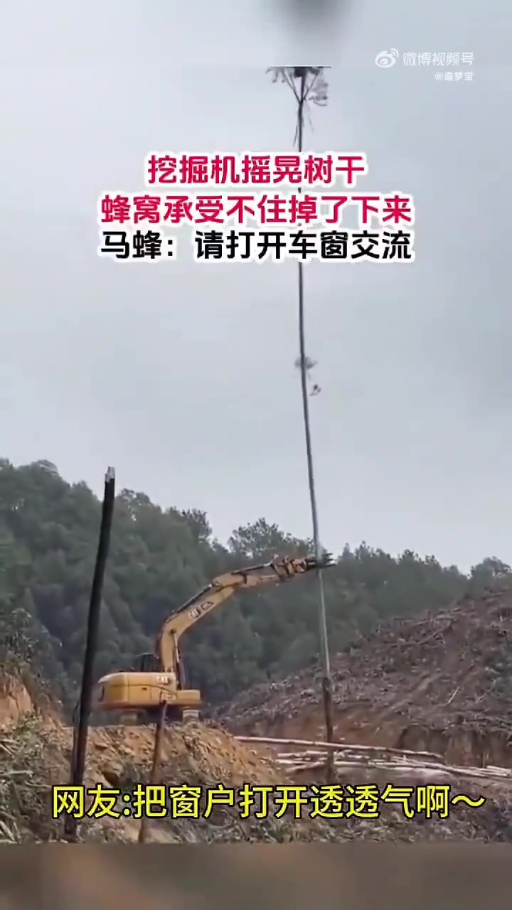 挖掘机摇晃树干蜂窝承受不住掉了下来