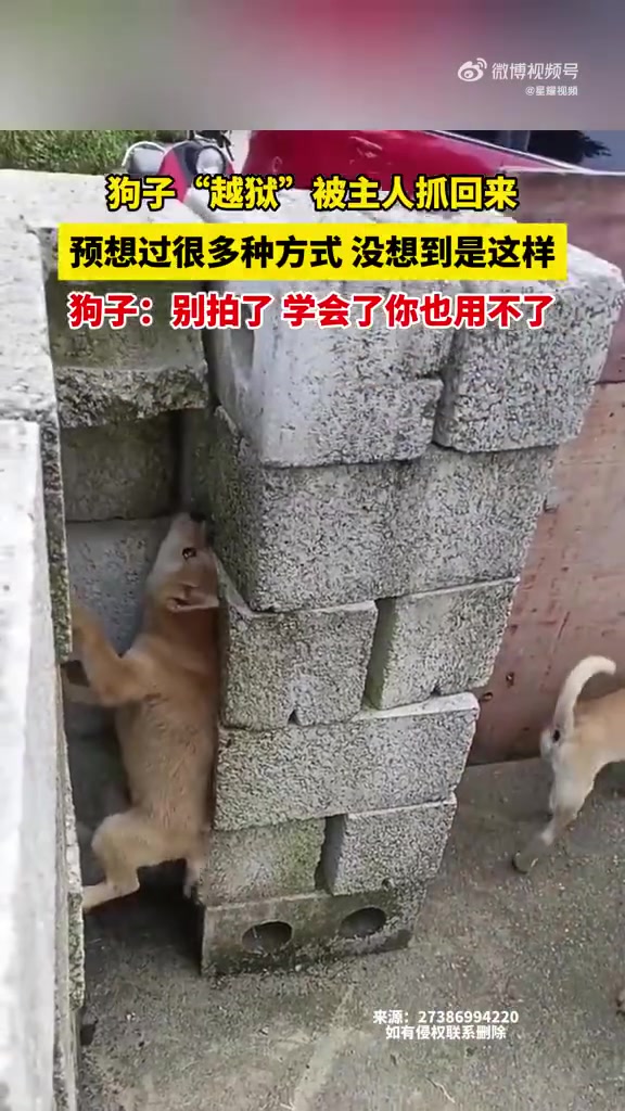 狗子越狱被抓方式出人意料！！！