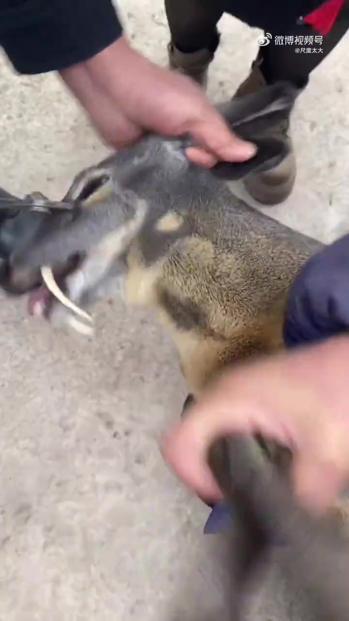 长这么长的犬齿，这是什么东西