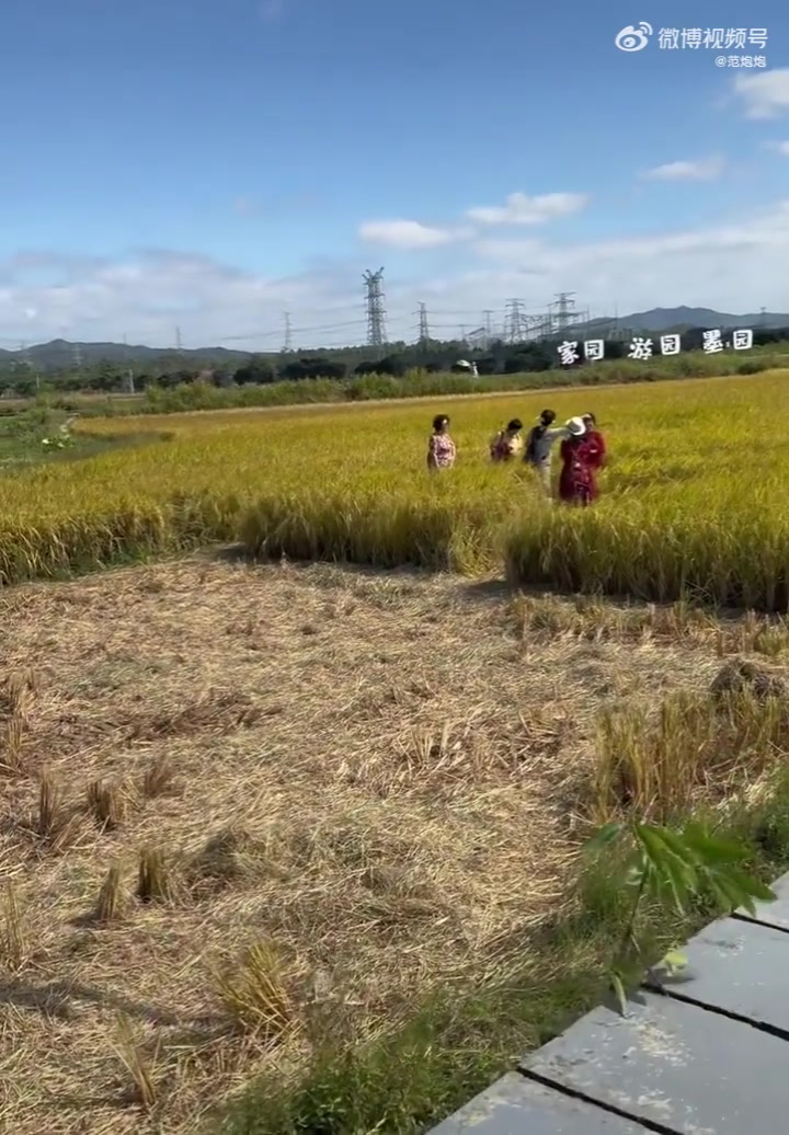 即将成熟的稻田，一群大妈下去踩着稻谷拍照