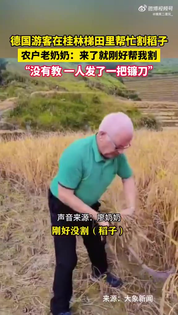 德国游客在桂林梯田里帮忙割稻子！！
