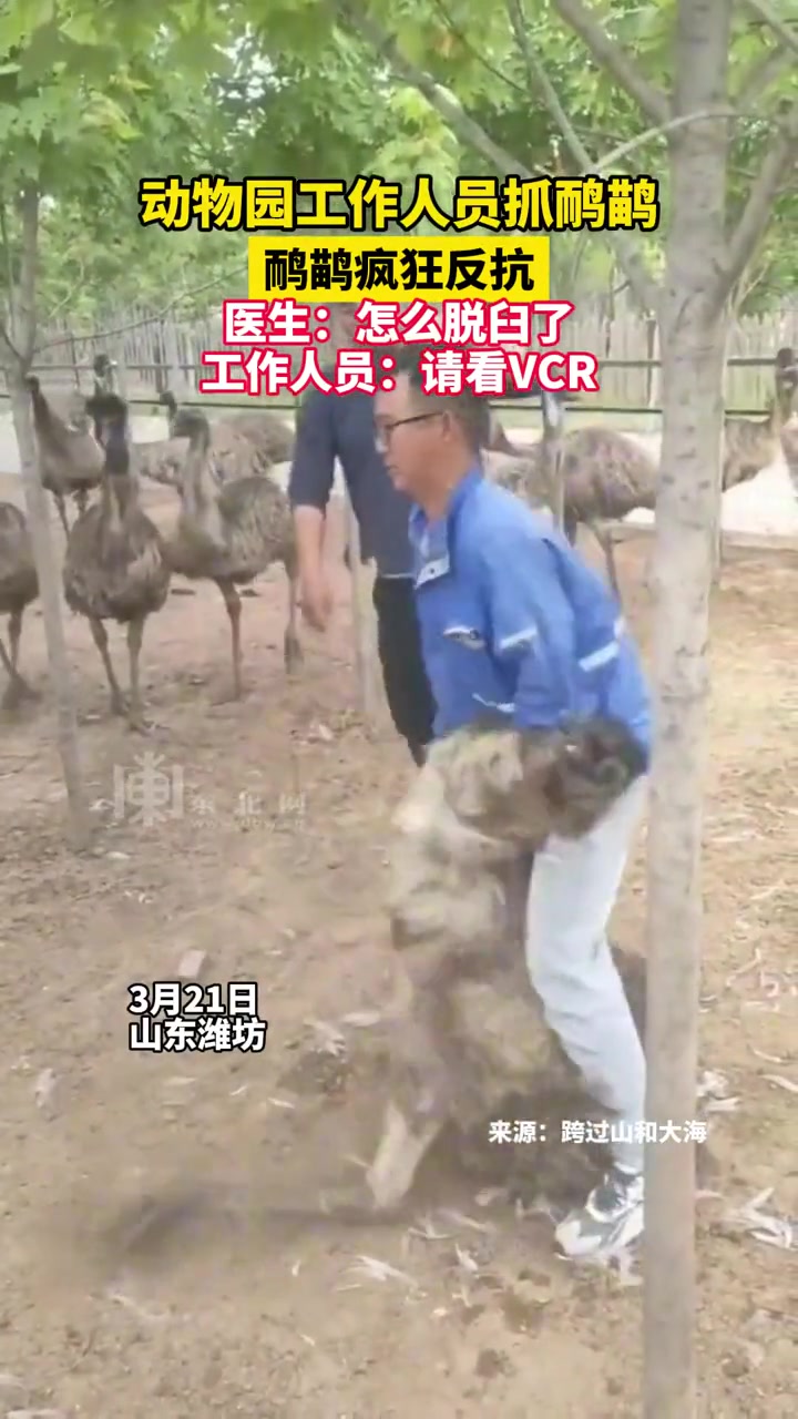 不听老人言胳膊拧不过大腿