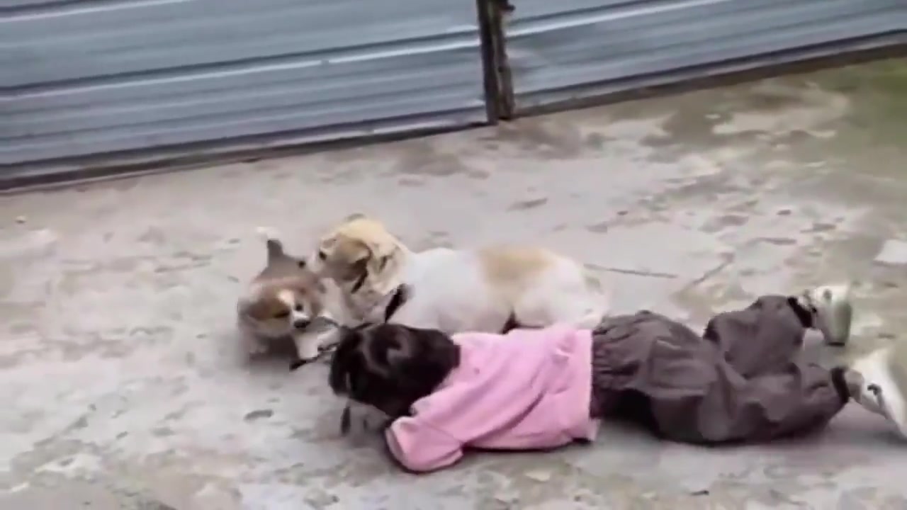 狗生第一课，挨一巴掌！下课！！