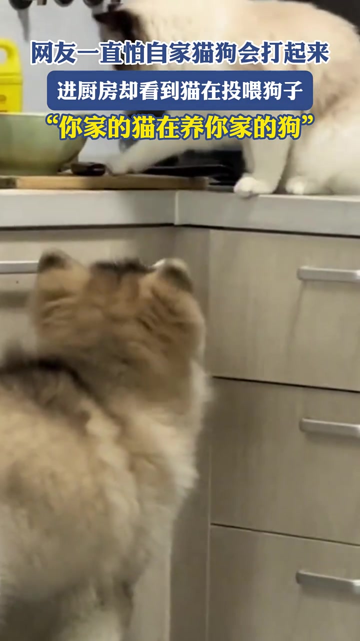 网友一直怕自家猫狗会打起来，进厨房却看到猫在投喂狗子