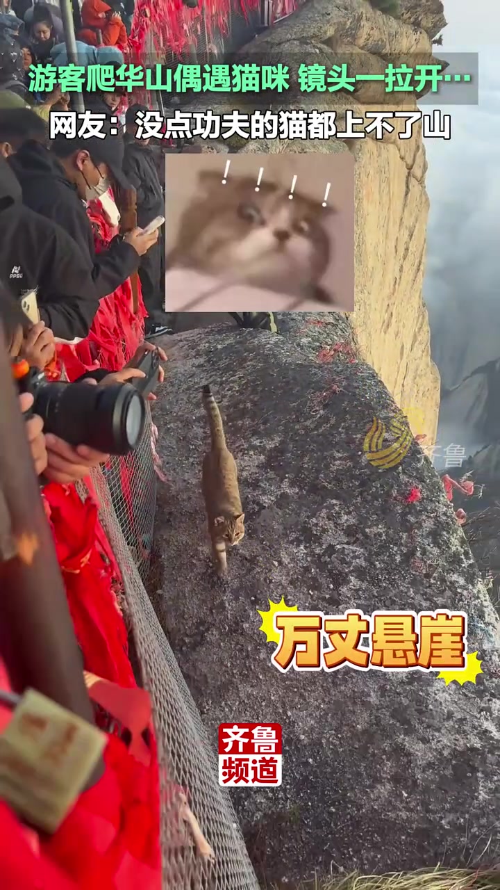 游客爬华山偶遇猫咪，镜头一拉开