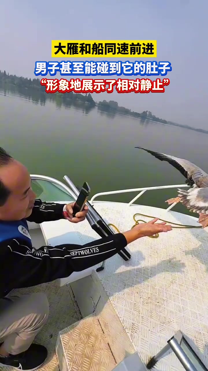第一次这个角度观察大雁和船同速前进宛如悬停