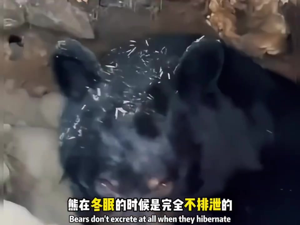 熊爱吃蜂蜜是因为这个原因吗