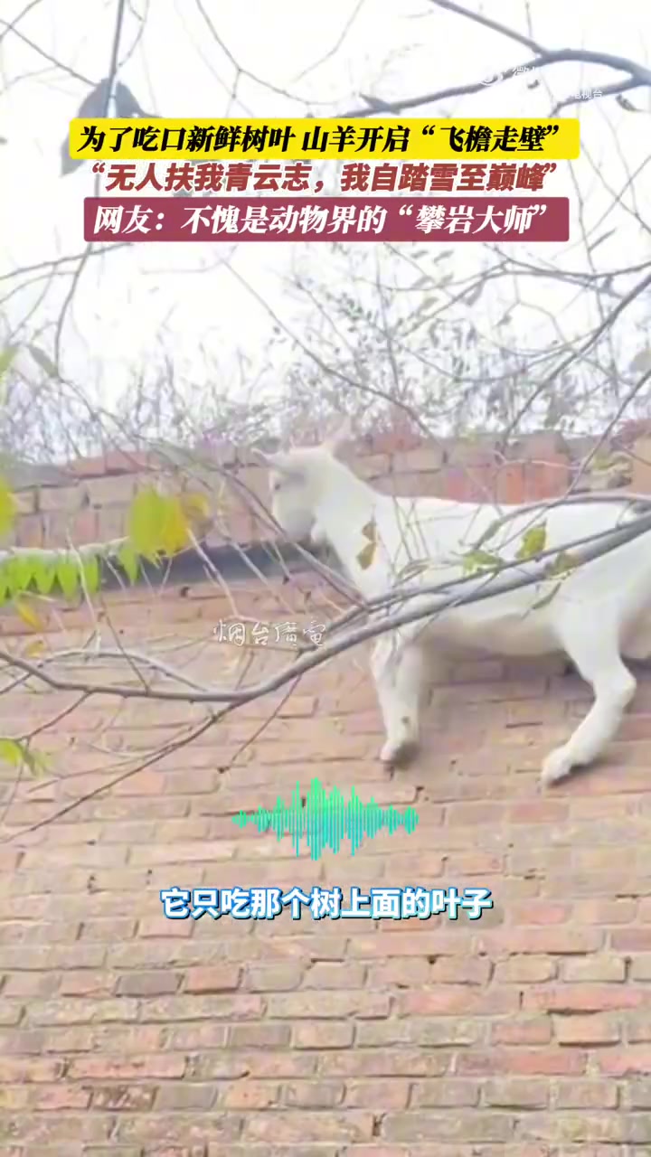 为了吃口新鲜树叶，山羊开启飞檐走壁！！！