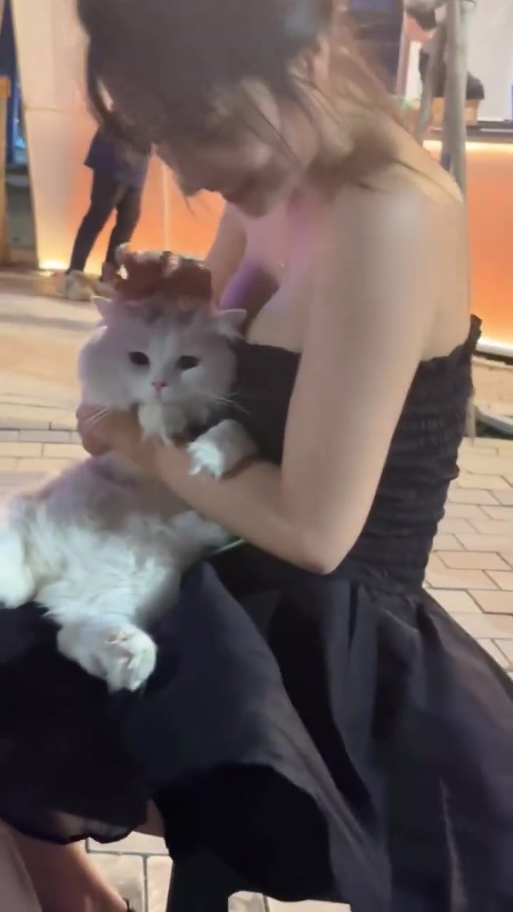 小姐姐的猫真白啊！吧友们也在看猫吧