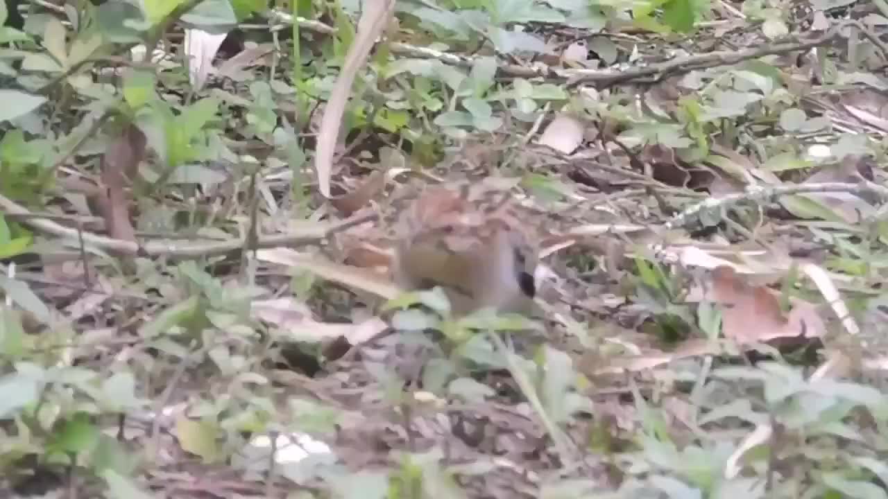 鸟界的机械舞王纵纹鹃