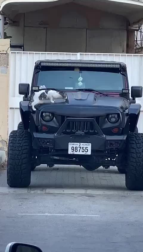 猫咪爬上汽车触发了报警声，被吓得一弹一弹的