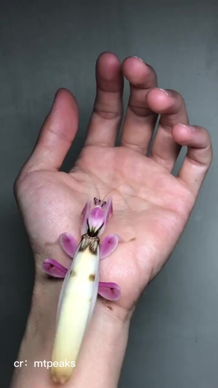 两只颜值都非同一般的螳螂