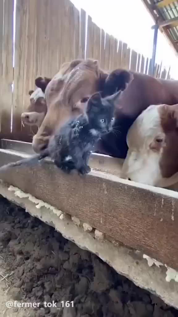 当年被“欺负”的小猫咪，如今王者归来，走路都带风啊！