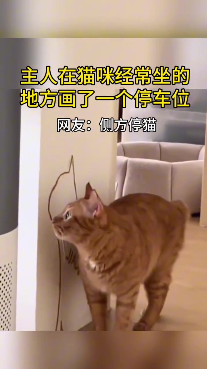 应该是竖向停猫位