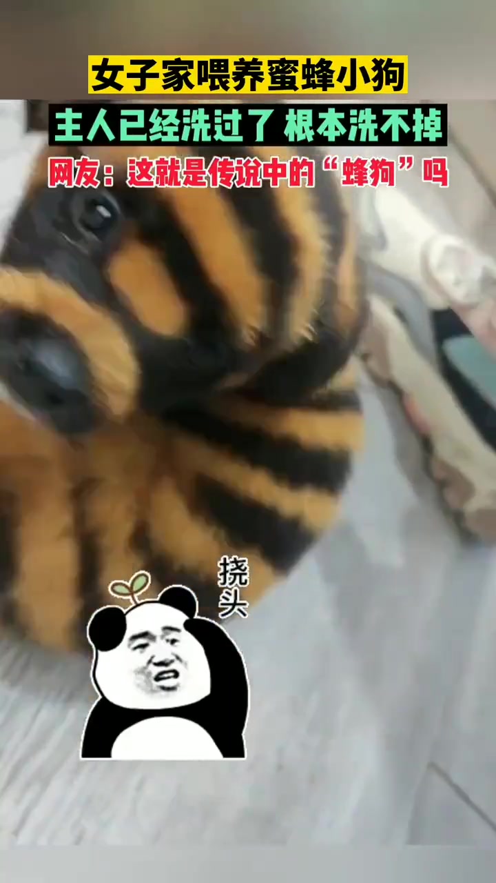 我是蜜蜂，骗你是小狗