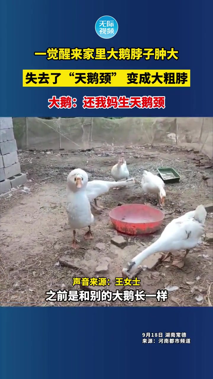 这根鹅脖肯定不亏